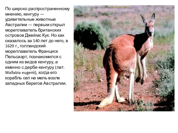По широко распространенному мнению, кенгуру — удивительные животные Австралии — первым открыл мореплаватель