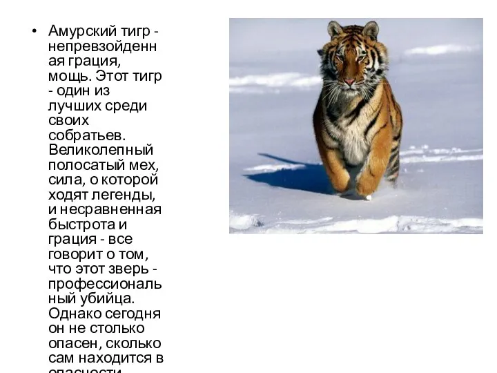 Амурский тигр - непревзойденная грация, мощь. Этот тигр - один из лучших среди