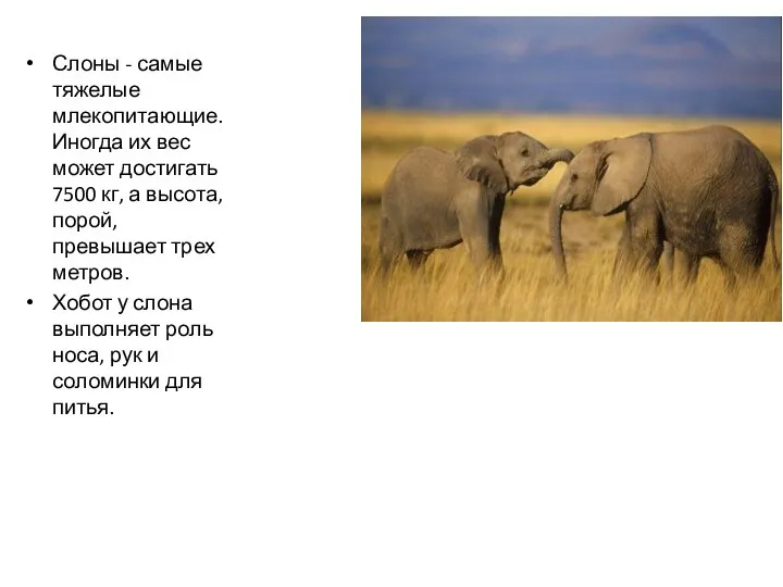 Слоны - самые тяжелые млекопитающие. Иногда их вес может достигать 7500 кг, а