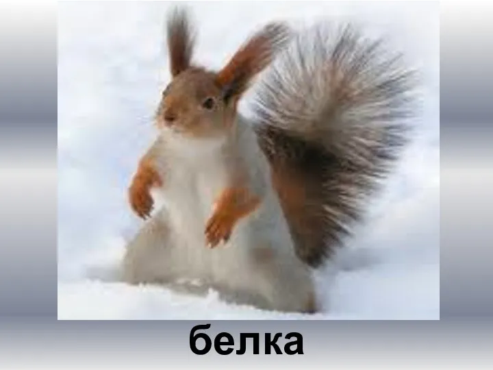 белка