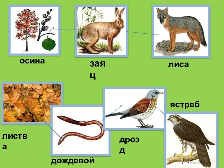 осина заяц лиса листва дождевой червь дрозд ястреб