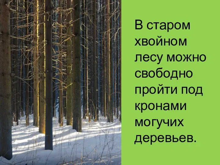 В старом хвойном лесу можно свободно пройти под кронами могучих деревьев.