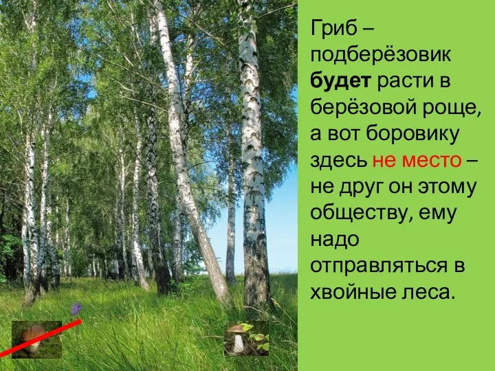 Гриб – подберёзовик будет расти в берёзовой роще, а вот боровику здесь не