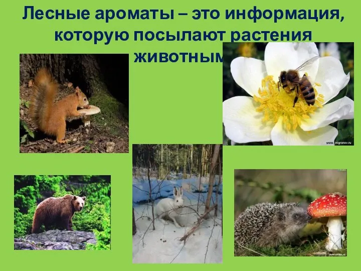 Лесные ароматы – это информация, которую посылают растения животным.