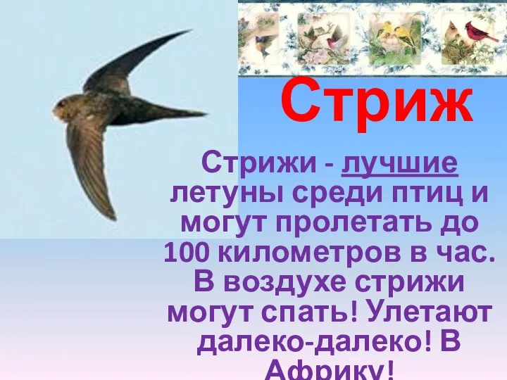 Стриж Стрижи - лучшие летуны среди птиц и могут пролетать до 100 километров