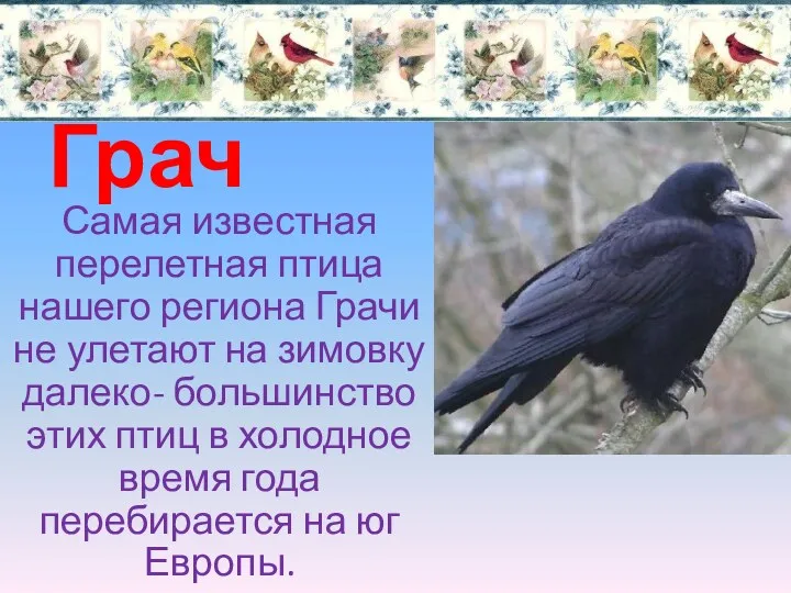 Грач Самая известная перелетная птица нашего региона Грачи не улетают на зимовку далеко-