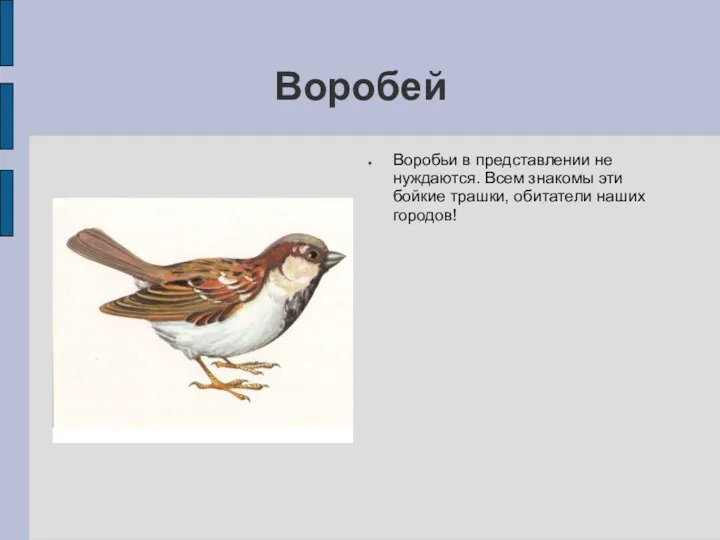 Воробей Воробьи в представлении не нуждаются. Всем знакомы эти бойкие трашки, обитатели наших городов!