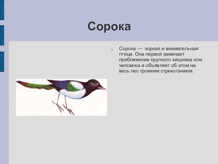 Сорока Сорока — зоркая и внимательная птица. Она первой замечает