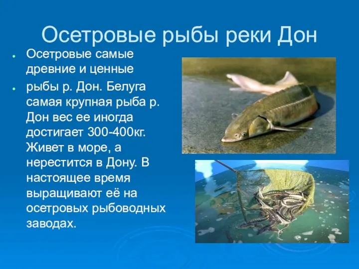 Осетровые рыбы реки Дон Осетровые самые древние и ценные рыбы