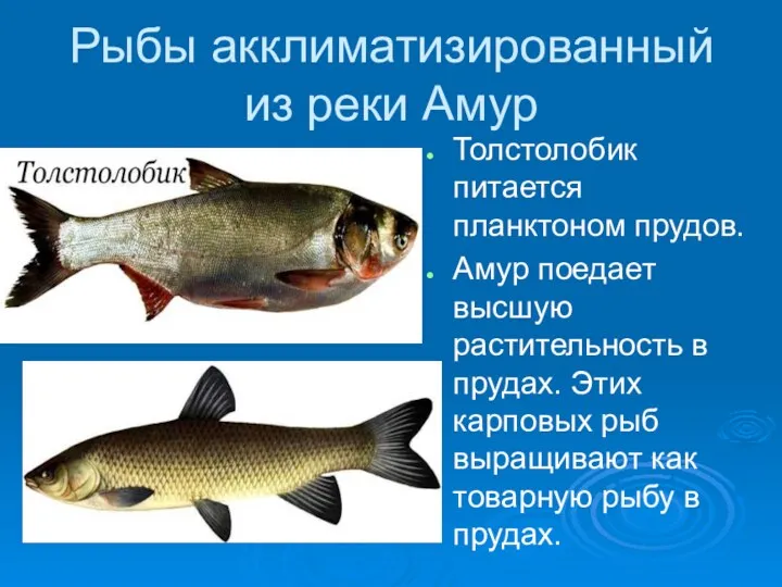 Рыбы акклиматизированный из реки Амур Толстолобик питается планктоном прудов. Амур