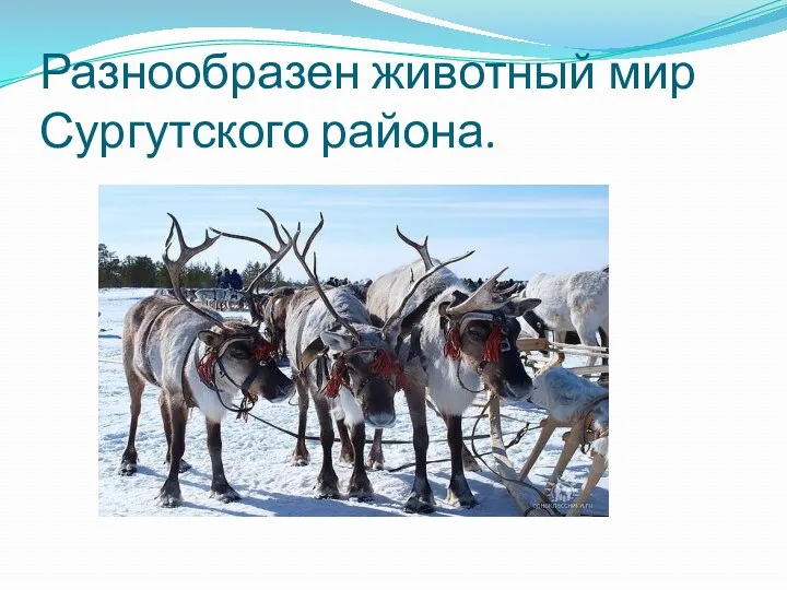 Разнообразен животный мир Сургутского района.