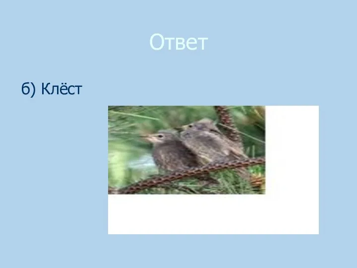 Ответ б) Клёст