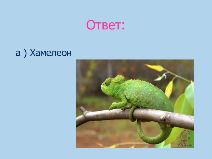 Ответ: а ) Хамелеон