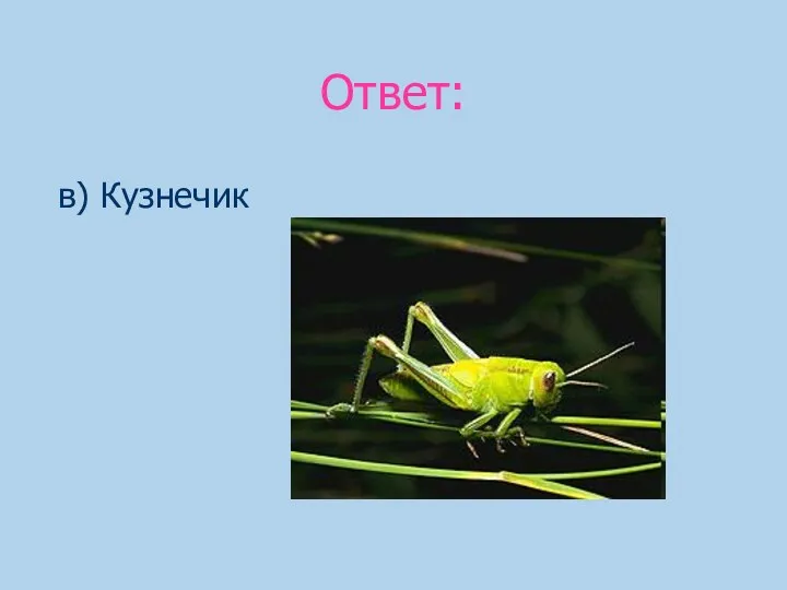 Ответ: в) Кузнечик