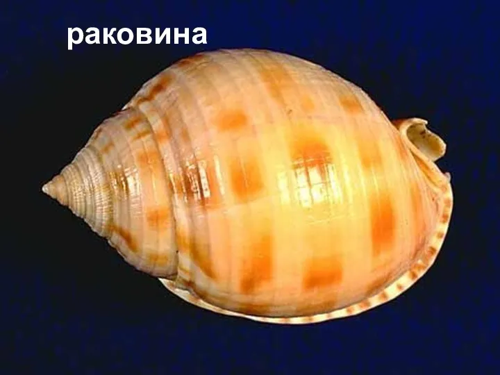 раковина