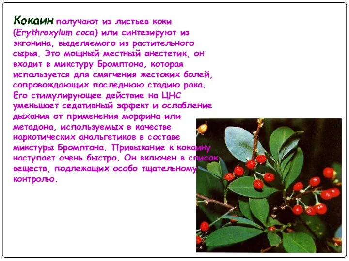 Кокаин получают из листьев коки (Erythroxylum coca) или синтезируют из экгонина, выделяемого из