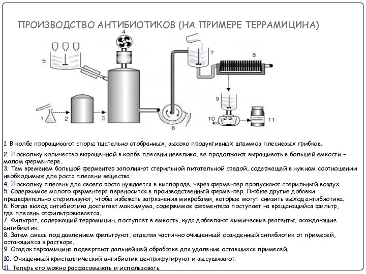 ПРОИЗВОДСТВО АНТИБИОТИКОВ (НА ПРИМЕРЕ ТЕРРАМИЦИНА) 1. В колбе проращивают споры тщательно отобранных, высоко