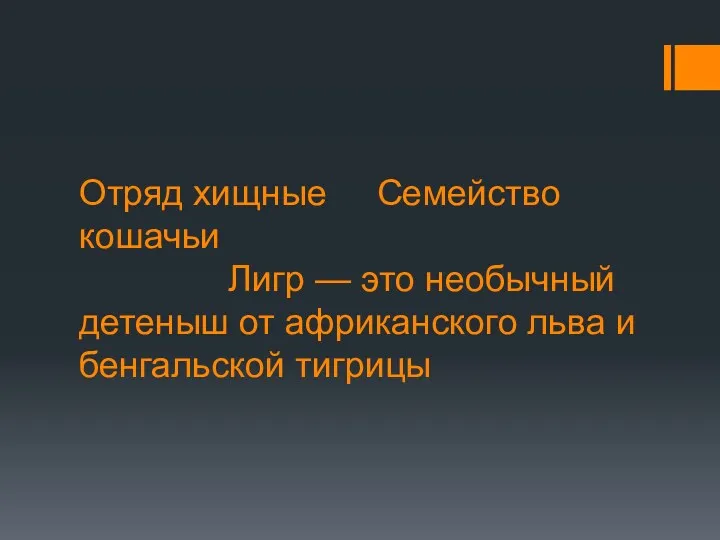 Отряд хищные Семейство кошачьи Лигр — это необычный детеныш от африканского льва и бенгальской тигрицы