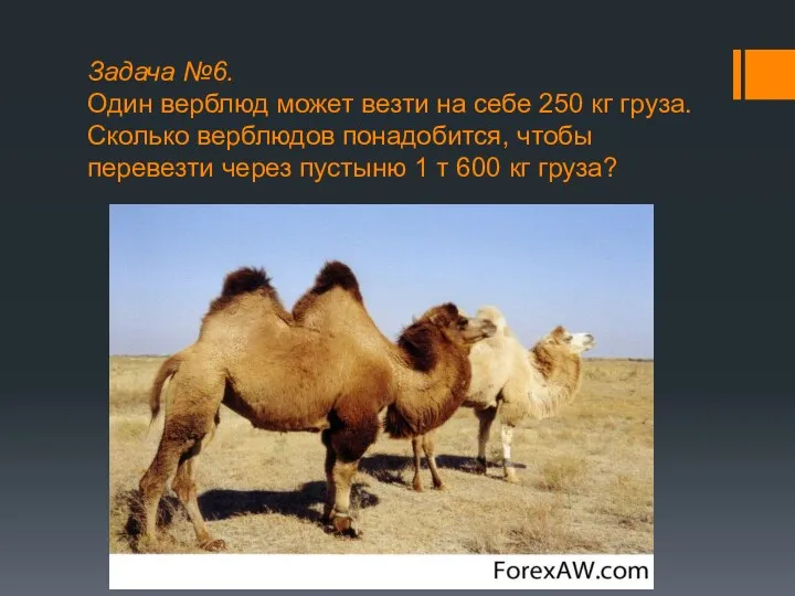 Задача №6. Один верблюд может везти на себе 250 кг груза. Сколько верблюдов