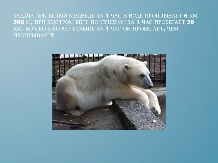 Задача №1. Белый медведь за 1 час в воде проплывает 6 км 500