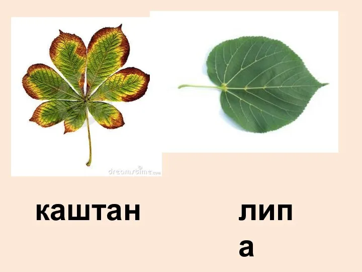 каштан липа