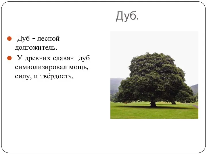 Дуб. Дуб - лесной долгожитель. У древних славян дуб символизировал мощь, силу, и твёрдость.
