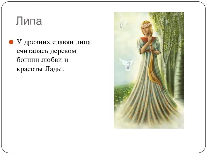 Липа У древних славян липа считалась деревом богини любви и красоты Лады.