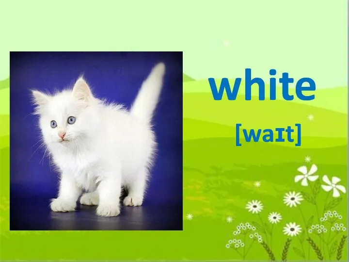 white [waɪt]