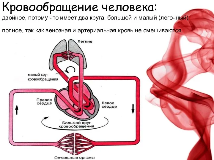 Кровообращение человека: двойное, потому что имеет два круга: большой и