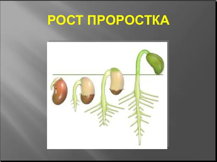 РОСТ ПРОРОСТКА