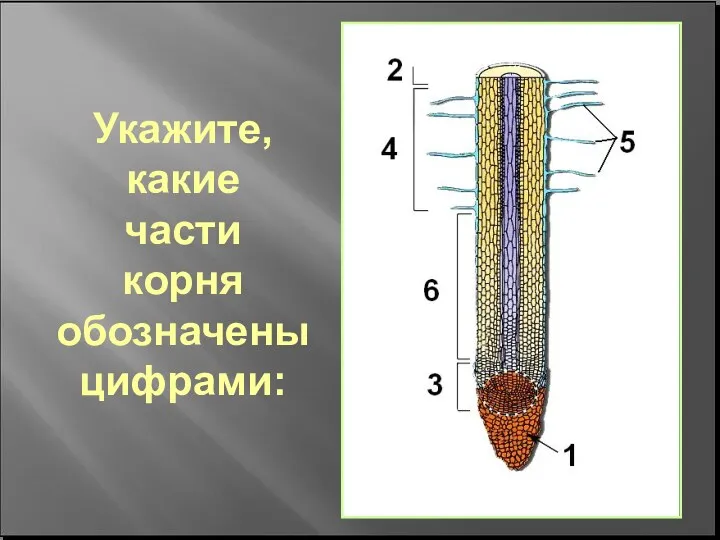 Укажите, какие части корня обозначены цифрами: