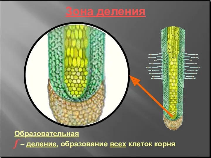 Зона деления Образовательная f – деление, образование всех клеток корня