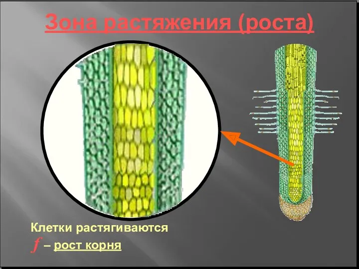 Зона растяжения (роста) Клетки растягиваются f – рост корня