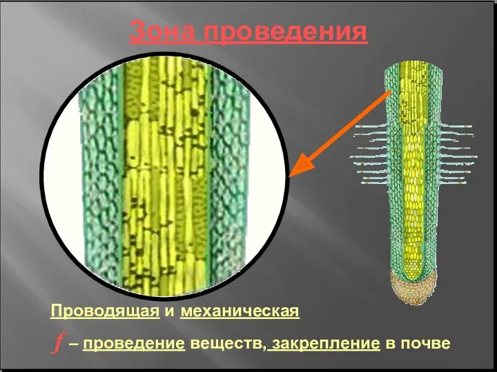 Зона проведения Проводящая и механическая f – проведение веществ, закрепление в почве