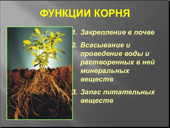 ФУНКЦИИ КОРНЯ Закрепление в почве Всасывание и проведение воды и