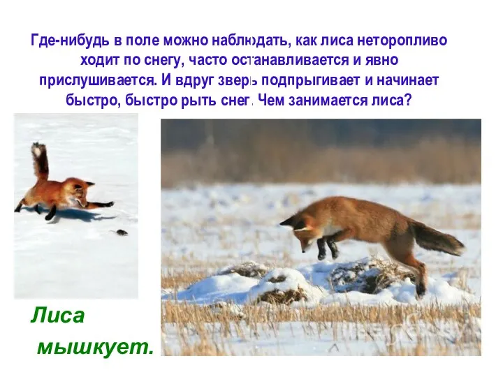 Где-нибудь в поле можно наблюдать, как лиса неторопливо ходит по снегу, часто останавливается