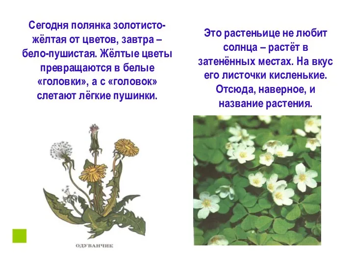 Сегодня полянка золотисто-жёлтая от цветов, завтра – бело-пушистая. Жёлтые цветы