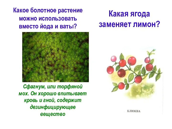 Какое болотное растение можно использовать вместо йода и ваты?