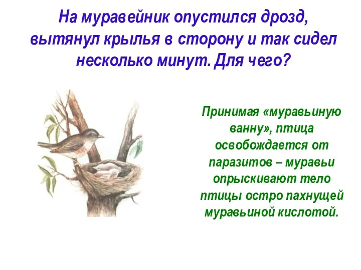 На муравейник опустился дрозд, вытянул крылья в сторону и так сидел несколько минут. Для чего?