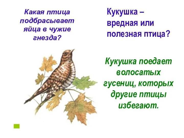 Кукушка – вредная или полезная птица? Какая птица подбрасывает яйца в чужие гнезда?