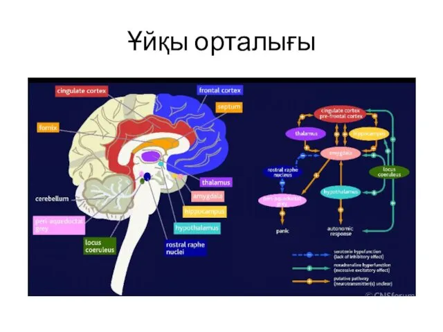 Ұйқы орталығы