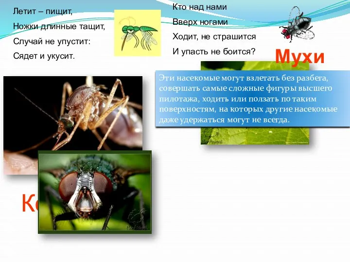 Комары Мухи Летит – пищит, Ножки длинные тащит, Случай не упустит: Сядет и