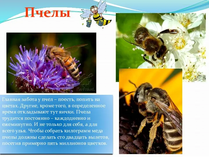 Пчелы Главная забота у пчел – поесть, попить на цветах. Другие, кроме того,