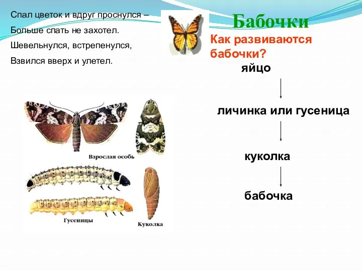 Бабочки Спал цветок и вдруг проснулся – Больше спать не захотел. Шевельнулся, встрепенулся,