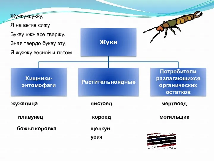 жужелица плавунец божья коровка листоед короед щелкун мертвоед могильщик Жу-жу-жу-жу,