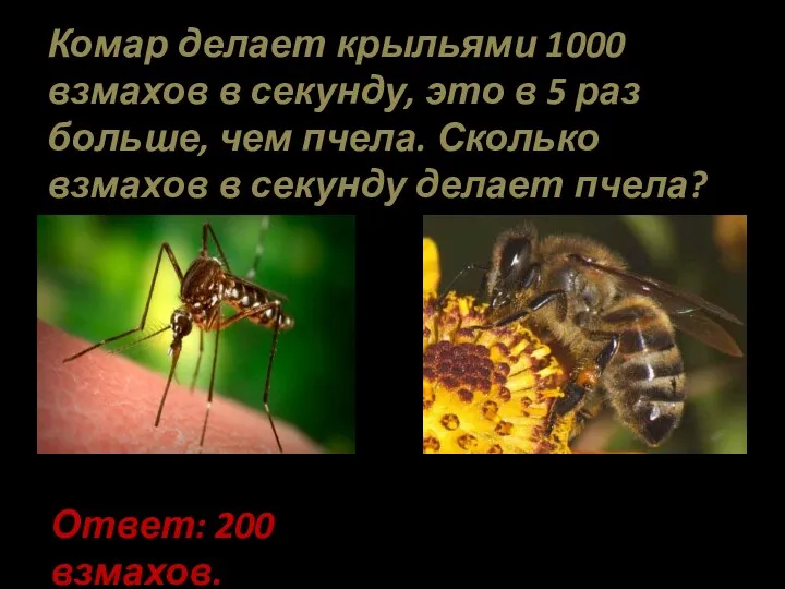 Комар делает крыльями 1000 взмахов в секунду, это в 5