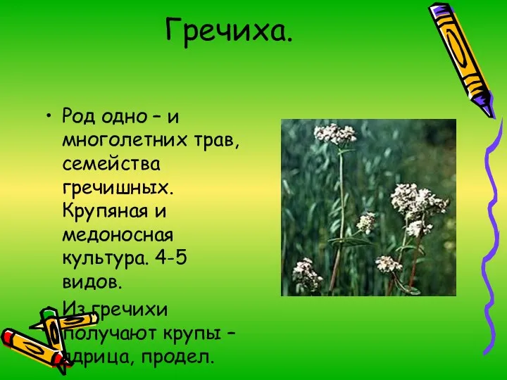 Гречиха. Род одно – и многолетних трав, семейства гречишных. Крупяная и медоносная культура.