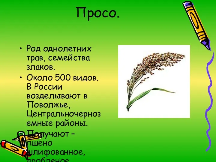 Просо. Род однолетних трав, семейства злаков. Около 500 видов. В России возделывают в