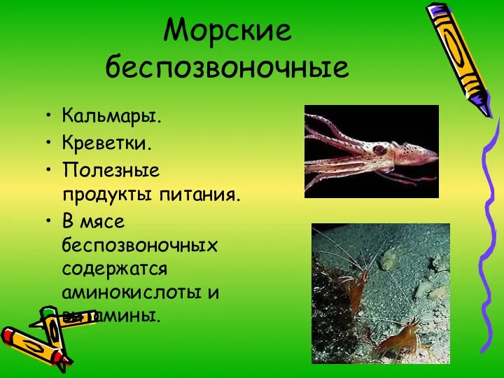 Морские беспозвоночные Кальмары. Креветки. Полезные продукты питания. В мясе беспозвоночных содержатся аминокислоты и витамины.