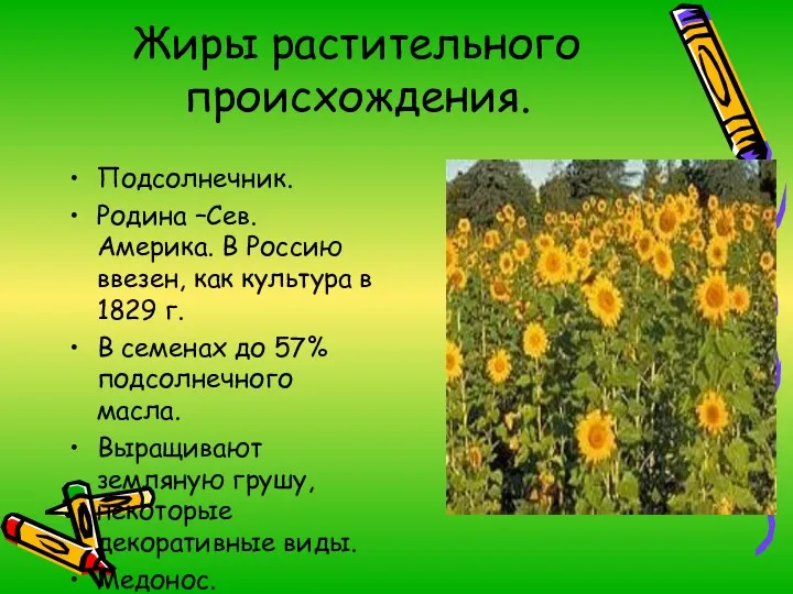 Жиры растительного происхождения. Подсолнечник. Родина –Сев. Америка. В Россию ввезен, как культура в